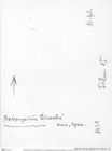 Historisches Foto (Rückseite) von Tithopaguristes porosus (Fraaije et al., 2019) (NHMW-AFW-GEO-BACHMAYER-FOTO-1990-0041-1421)